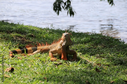 oranger Leguan Tortuguero Nationalpark Costa Rica photo