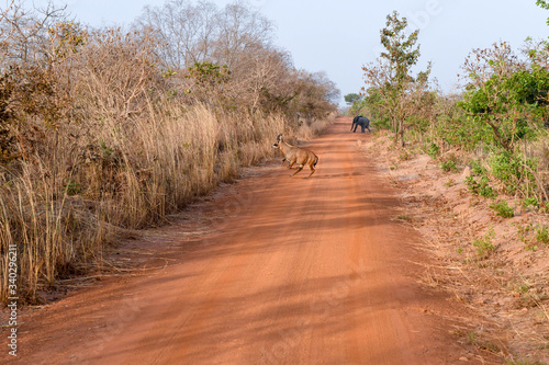 Grant's Gazelle and elephant crossing a dirt road in Nazinga national park in Burkina Faso © Alexander