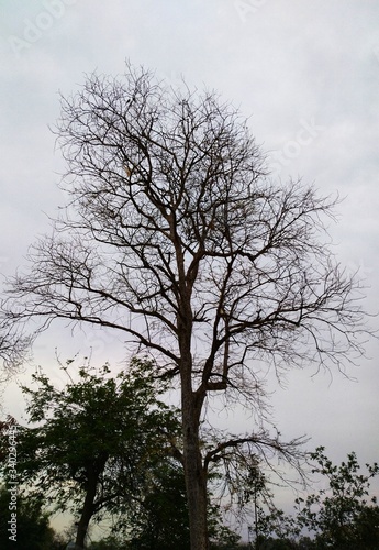 tree and sky © Rinkesh