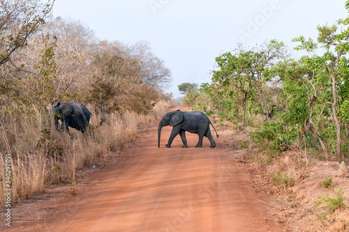 Elephant in Nazing national park in Burkina Faso