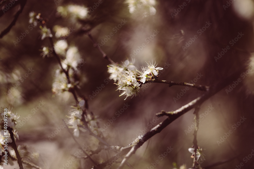 weiße zarte Blüten im Frühling weiße zarte Blüten im Frühling