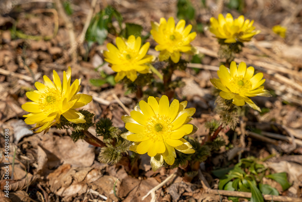 群生するキタミフクジュソウ 01 
Fukujuso growing in groups