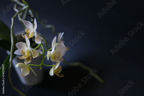 Fototapeta Naklejka Na Ścianę i Meble -  orchidea