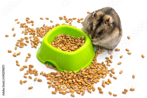 Hamster with a feeding trough on white.
