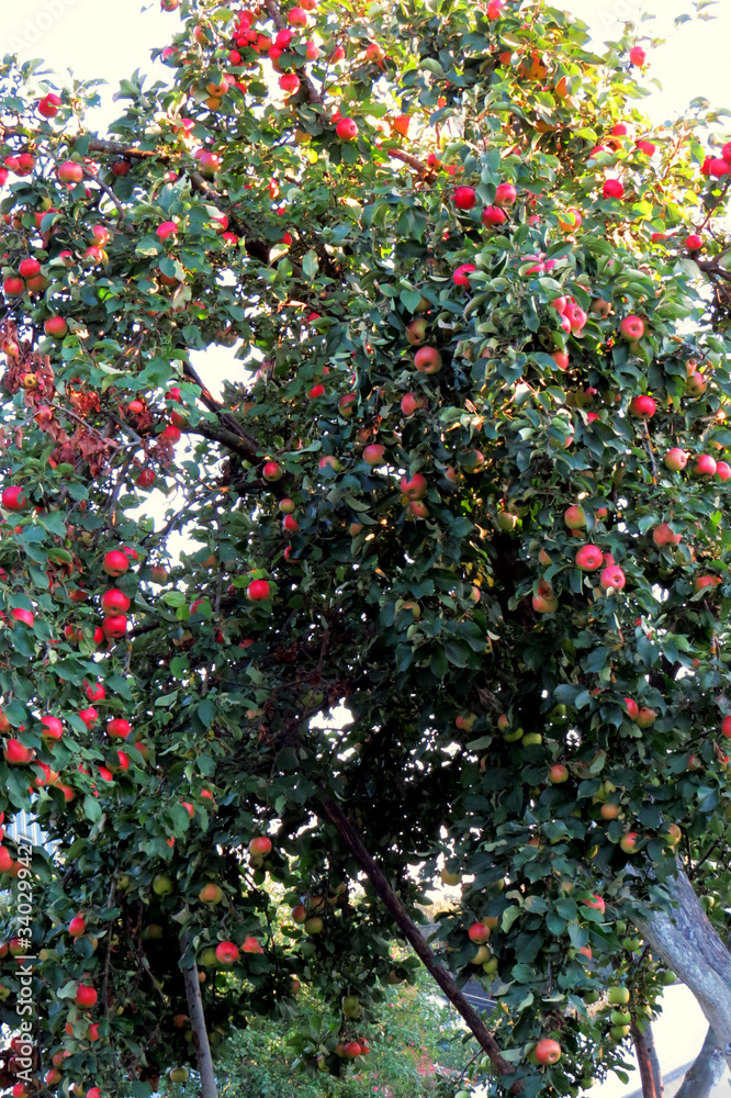 apple tree with red apples in the garden