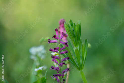 Close-up view of blooming Fumaria officinalis, purple plant in the garden, wild flowers, macro nature, green grass, field, Common fumitory or Earth smoke plant