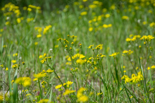 Field of beautiful Dahlberg daisy  meadow with wild flowers and green grass. Yellow blurred bokeh background  seasonal flora