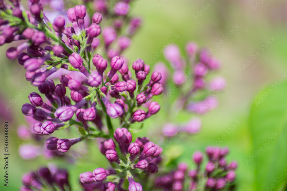 Close-up of purple lilac flower in bloom, blossoms in spring season, macro nature outdoors, seasonal, green background Close-up of purple lilac flower in bloom, blossoms in spring season, macro nature outdoors, seasonal, green background
