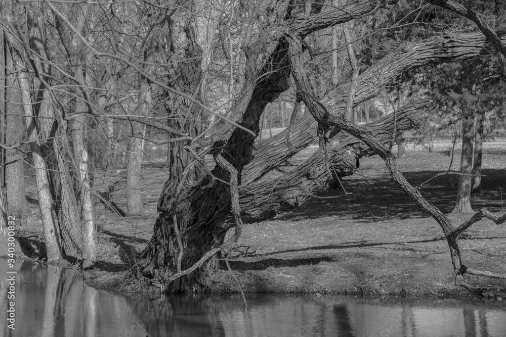 Fototapeta premium Old tree in a park