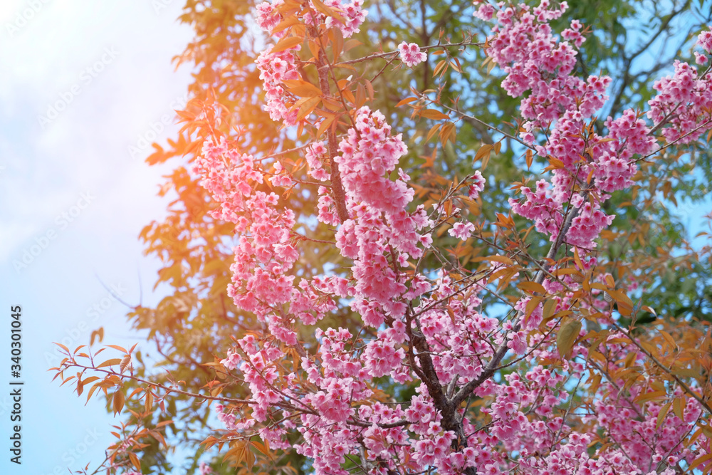 Against the orange sky and sunlight, pink Phaya Sua Krong flowers blossom. Against the orange sky and sunlight, pink Phaya Sua Krong flowers blossom.