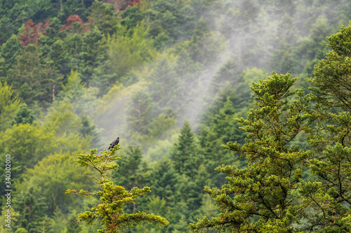 Le cri du grand corbeau à la cime d'un arbre, Vercors, France