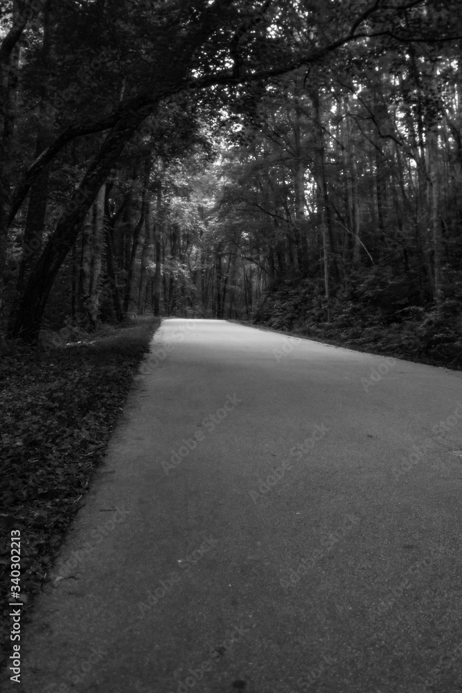 Fototapeta premium road in the woods