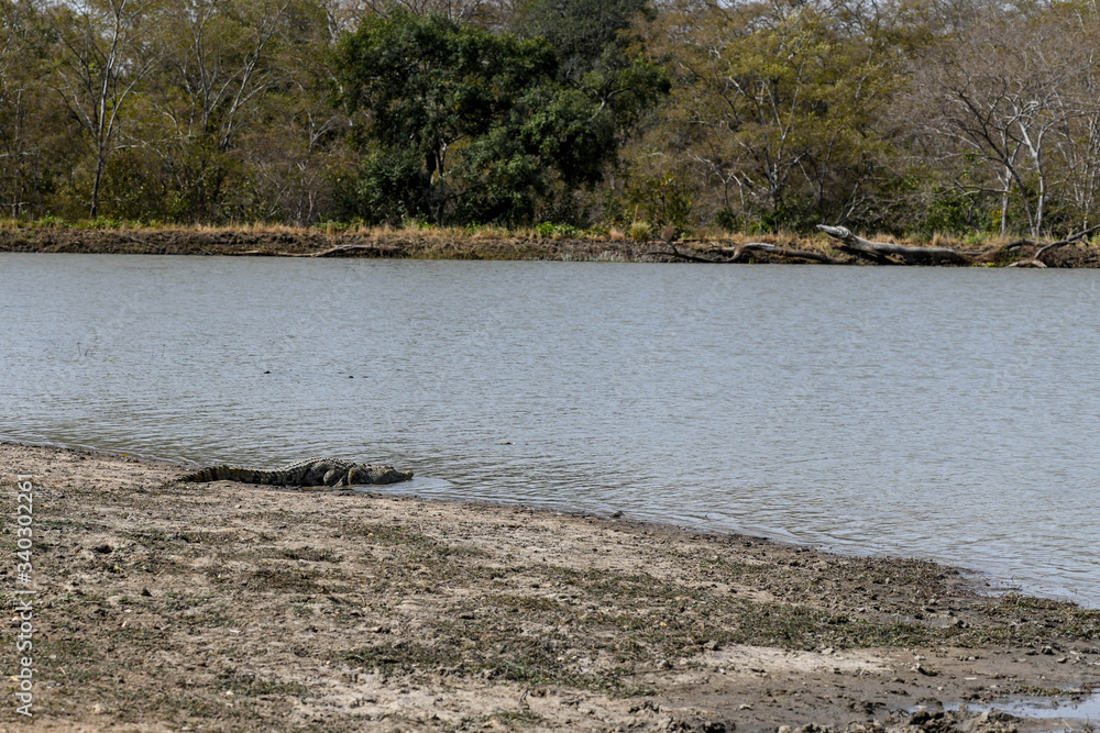 A crocodile walks to the water in Nazinga National Park