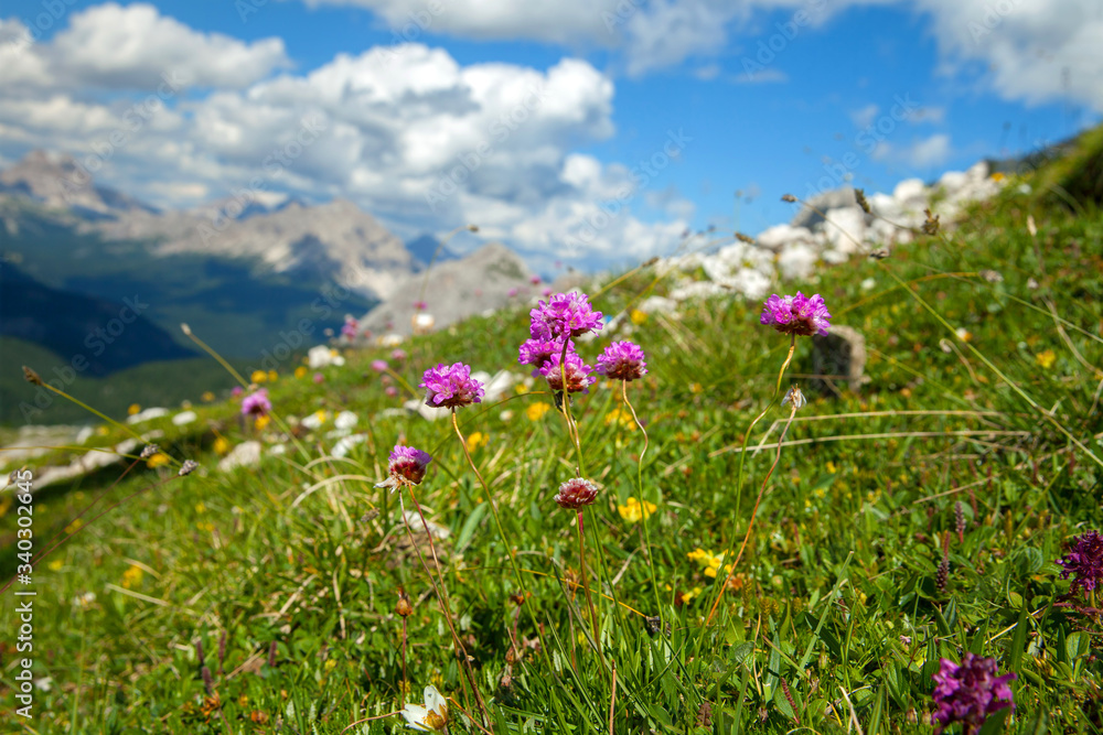 the flowers in the Alpine meadows