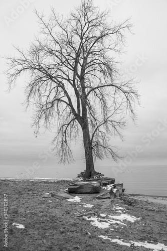 lonely tree on the beach