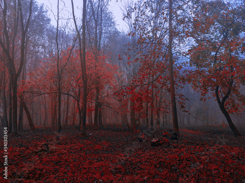 Dark mystical forest in the morning fog