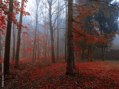 Misty forest in red colors in the morning