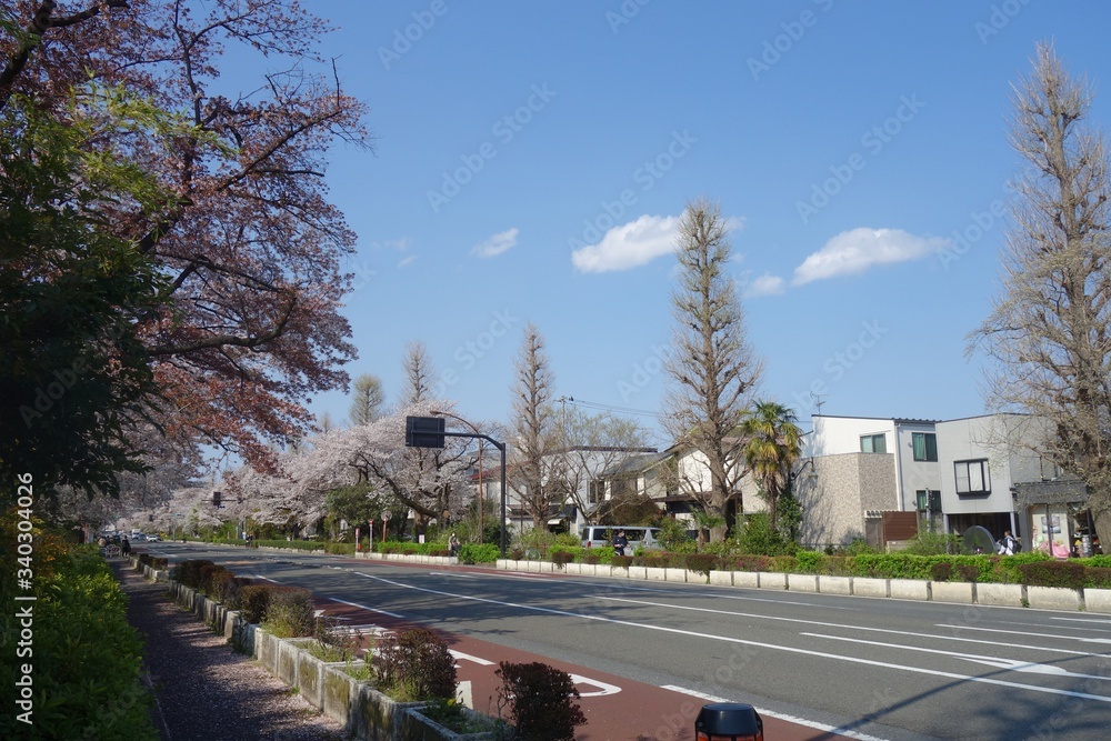 Naklejka premium 桜の咲く大学通り