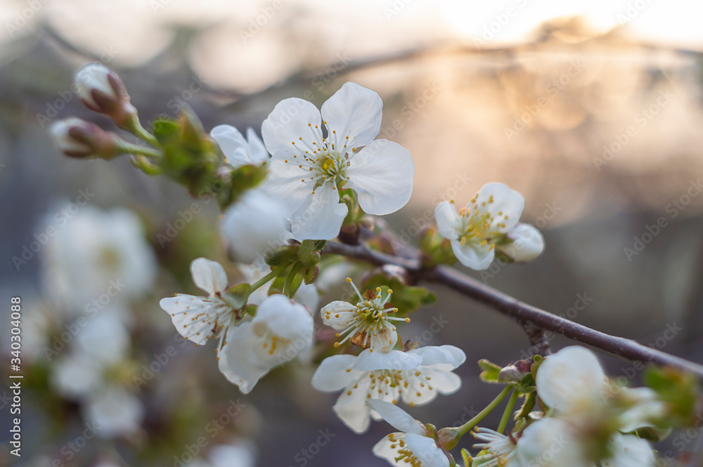 A branch of a blossoming cherry with blur.