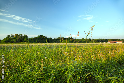 A summer field near Airport of Milano-Malpensa, Italy photo