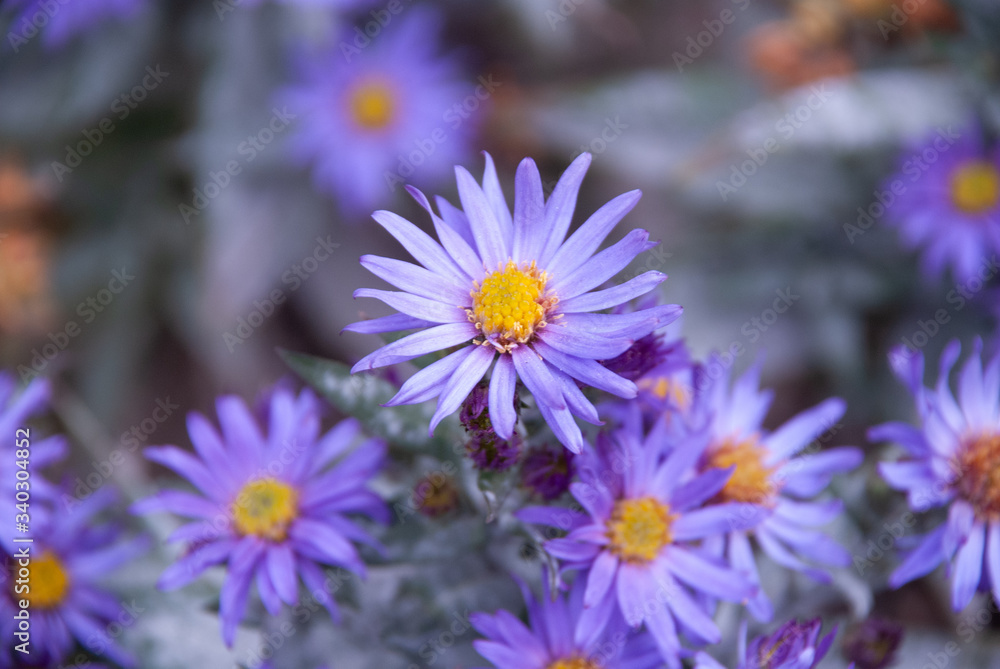 Denmark flowers