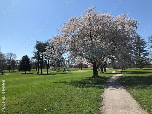 Cherry Blossom Tree on Golf Course