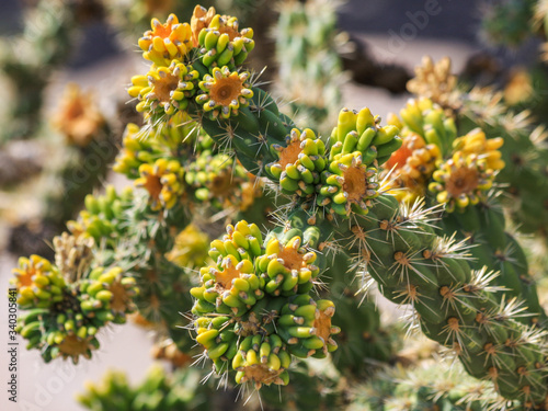 Fruit of Cane Cholla cactus growing wild in desert, New Mexico, United States of America. "Cylindropuntia Spinosior" flowering green yellow fruit with sharp thorns spines