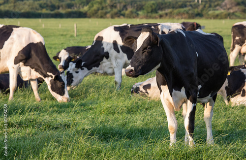 Fotografie Irish Dairy cows grazing in the evening sun during summer