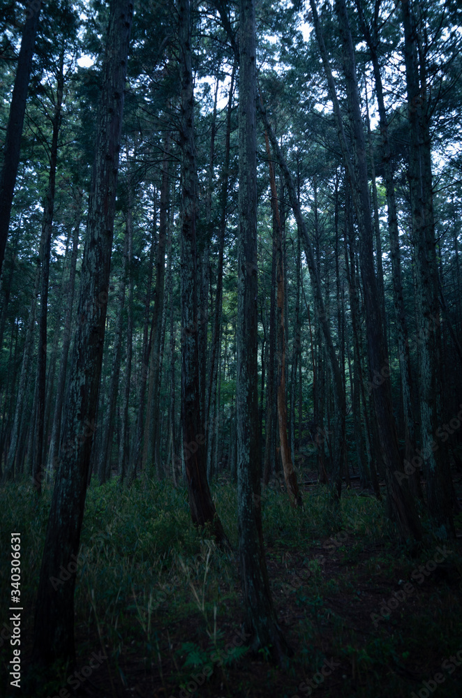 Obraz premium 深い森