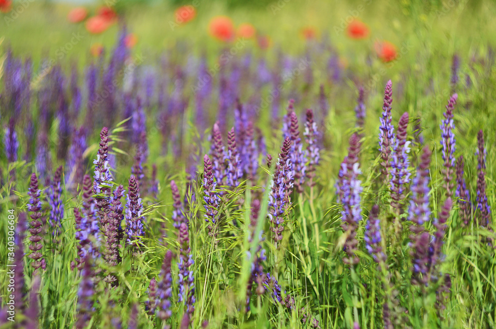 Field of lupines and red poppies on a sunny and clear day.