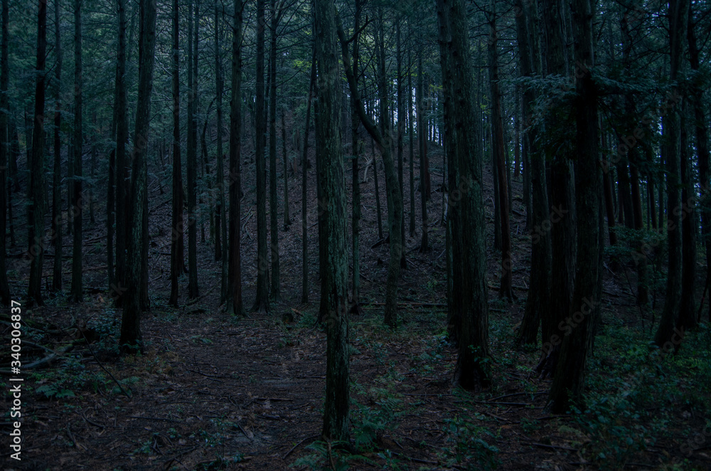 Obraz premium 深い森