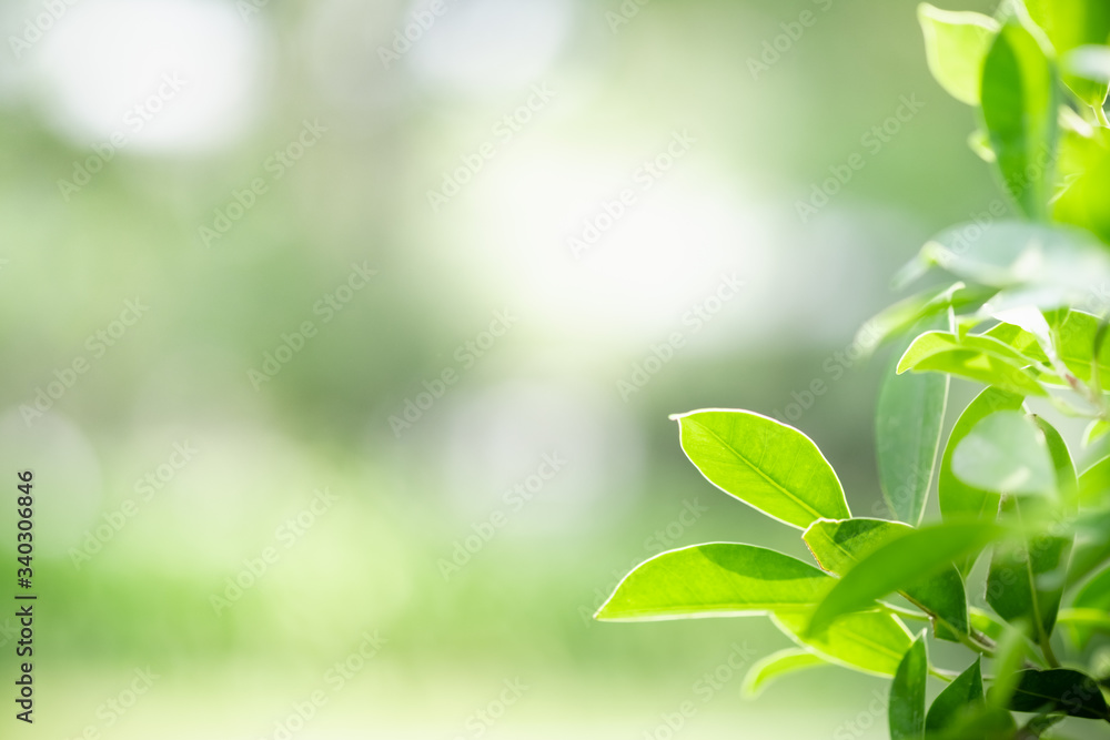 Amazing nature view of green leaf on blurred greenery background in garden and sunlight with copy space using as background natural green plants landscape, ecology, fresh wallpaper concept. Amazing nature view of green leaf on blurred greenery background in garden and sunlight with copy space using as background natural green plants landscape, ecology, fresh wallpaper concept.