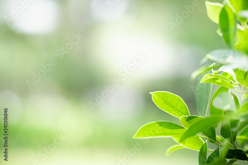 Amazing nature view of green leaf on blurred greenery background in garden and sunlight with copy space using as background natural green plants landscape, ecology, fresh wallpaper concept.