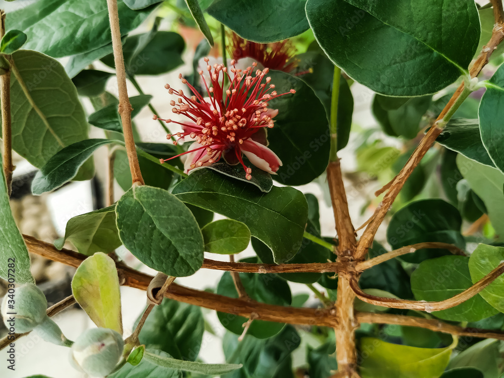 Feijoa blossom. Feijoa (Acca) flower Feijoa blossom. Feijoa (Acca) flower