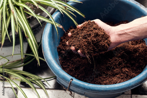 close up male hands holding Coconut coir  blue bucket
