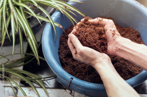 close up male hands holding Coconut coir  blue bucket