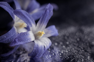 Crédence de cuisine Pantone 2022 very peri close-up violet flower macro  © Анна Молько
