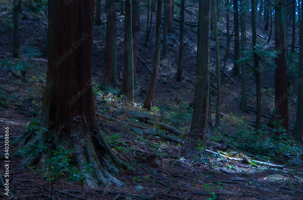 Obraz premium 深い森