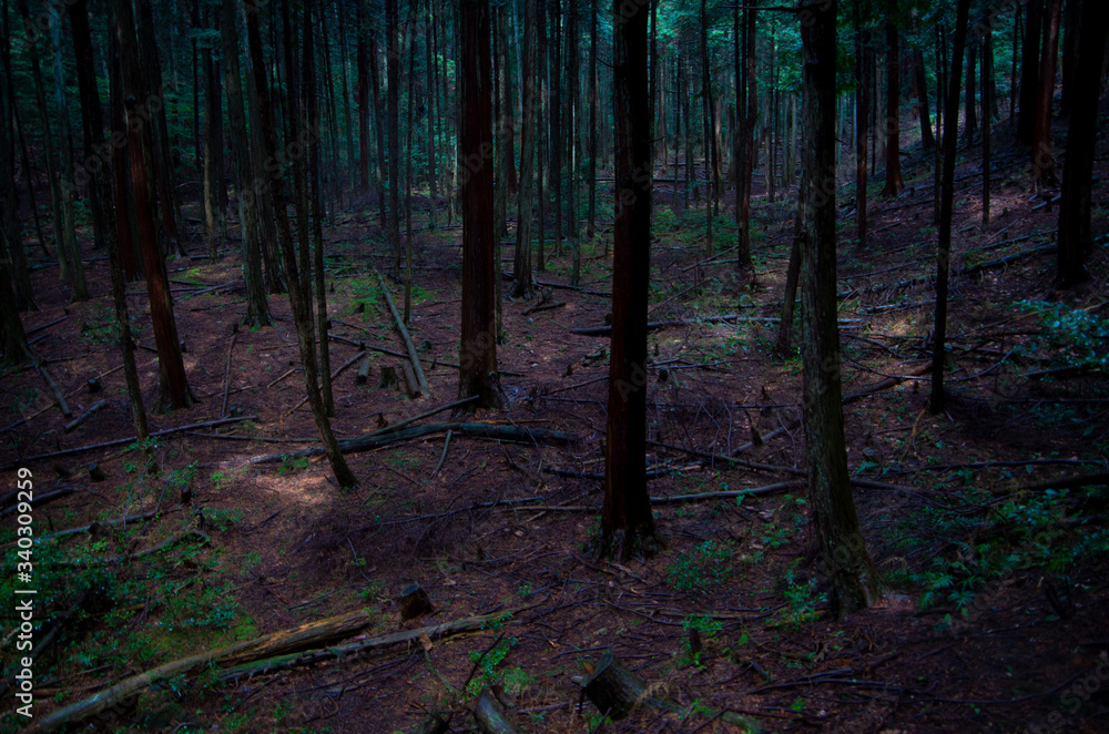 Obraz premium 深い森