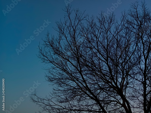 silhouette of a tree against the sky