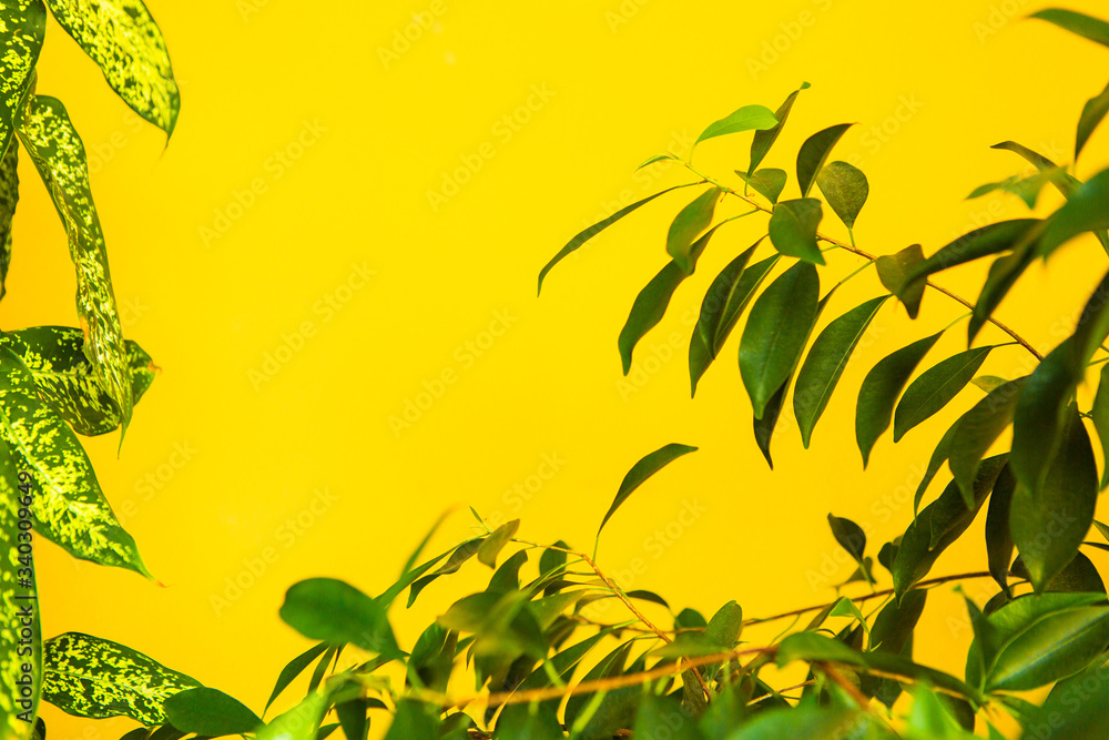 Obraz premium Green leaves of plants in the room on a bright yellow background