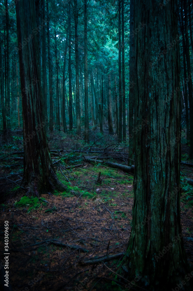 Obraz premium 深い森