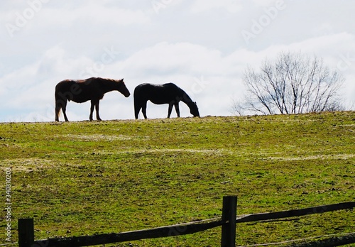 Two horses in field