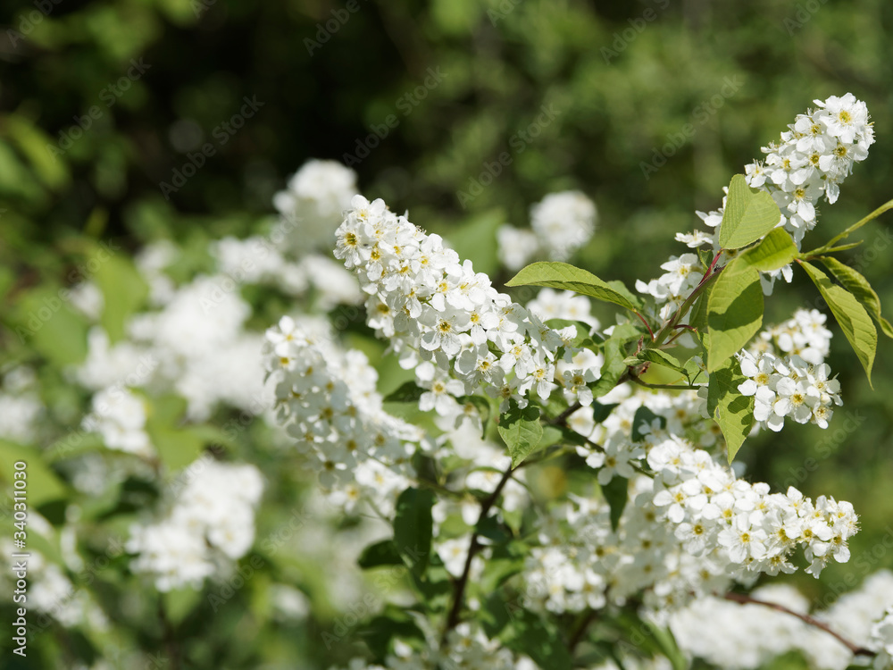 (Prunus padus) Nahaufnahme auf Trauben oder cluster von weißen Blumen, die auf hängenden Stielen des Gewöhnliche Traubenkirsche errichtet werden (Prunus padus) Nahaufnahme auf Trauben oder cluster von weißen Blumen, die auf hängenden Stielen des Gewöhnliche Traubenkirsche errichtet werden