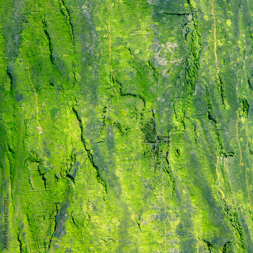 Close up old rich green wood texture background surface with old natural pattern.
