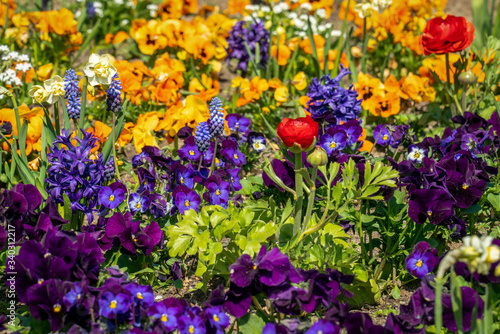 Very colorful spring flower bed