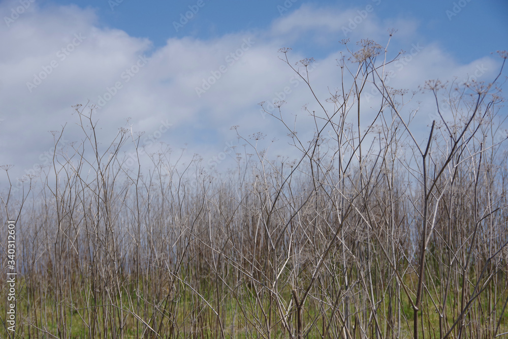 Fototapeta premium Draught dried mustard plants from previous years on a hillside on a spring day with white clouds in the blue sky above