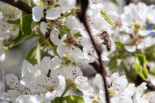 Pszczoła zapylająca kwiaty gruszy