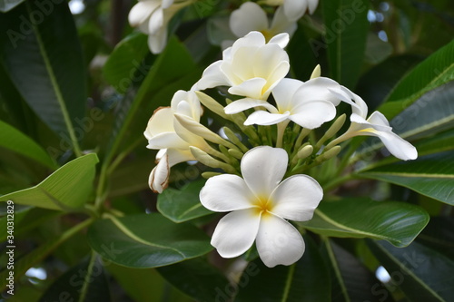 White Plumerias