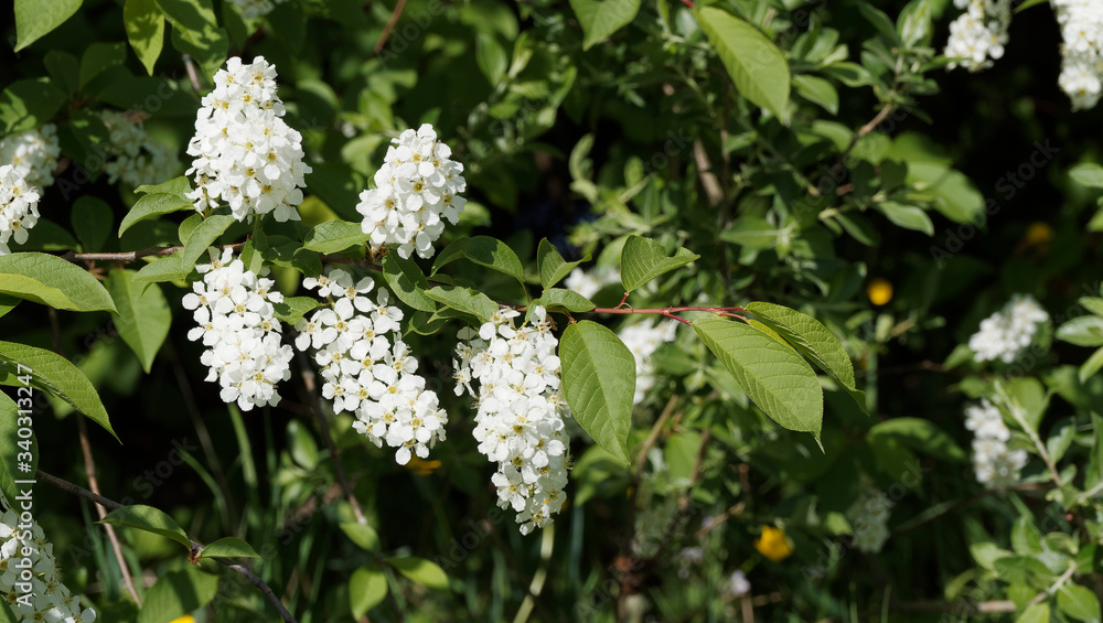 (Prunus padus) Blütezeit von Gewöhnliche Traubenkirsche oder Vogelkirsche mit langen weißen Blüten aufrechten (Prunus padus) Blütezeit von Gewöhnliche Traubenkirsche oder Vogelkirsche mit langen weißen Blüten aufrechten